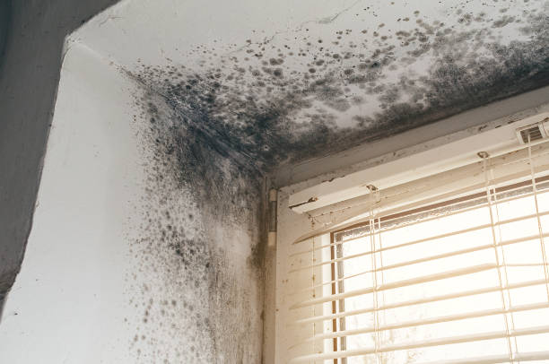 Trusted Crawl Space Mold Removal service in Chesterfield, NJ - Cheap Mold Removal